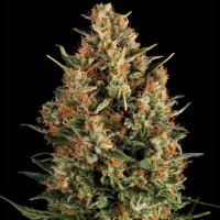 Auto English Special Silver regular