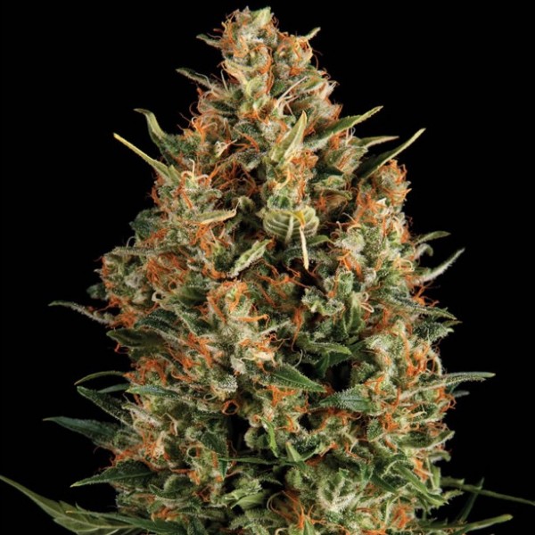 Auto English Special Silver regular