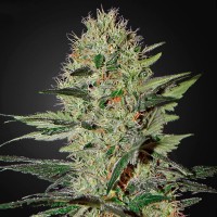 Auto Ex Cheese Feminised Silver