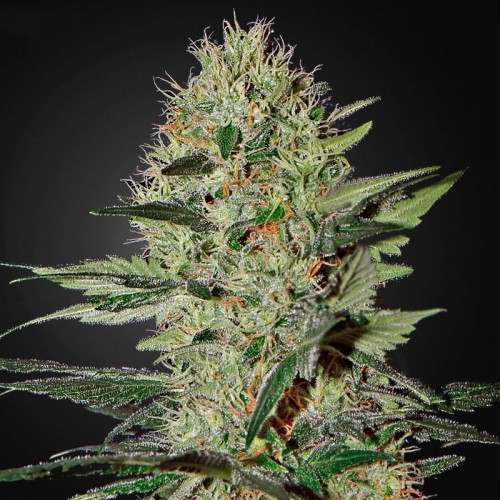 Auto Ex Cheese Feminised Silver