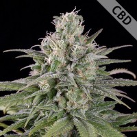 Насіння Auto CBD Exodus Cheese Feminised Silver