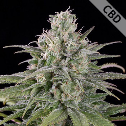 Auto CBD Exodus Cheese Feminised Silver