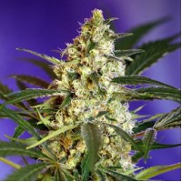 Auto Quick Bud Feminised Silver