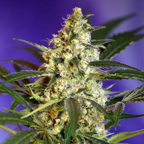 Auto Quick Bud Feminised Silver