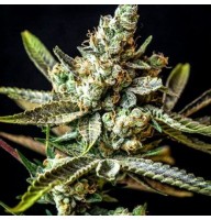 Auto Gagarin Feminised Silver