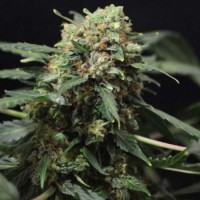 Auto Gigant Devil Silver