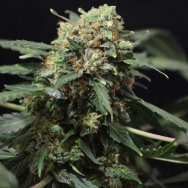 Auto Gigant Devil Silver