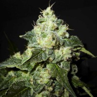 Auto Goverla Feminised Silver