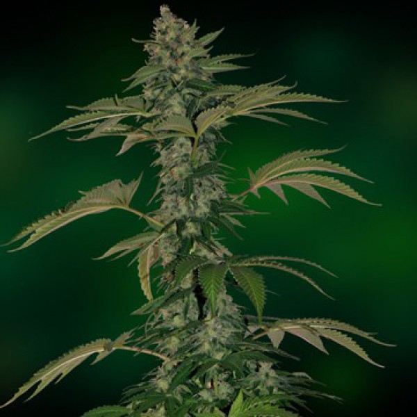 Auto Grape Muerto Feminised Silver
