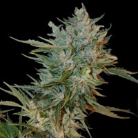 Auto Haze GOM Feminised Silver