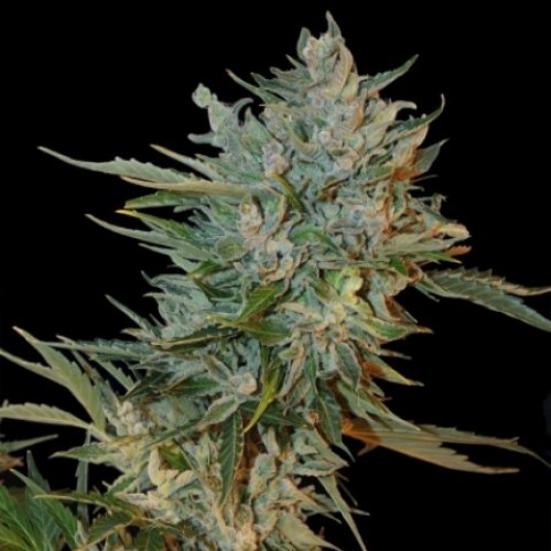 Auto Haze GOM Feminised Silver