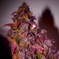 Auto Himalaya Blue Diesel Feminised Silver