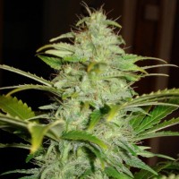 Auto Hindy Kush Feminised Silver