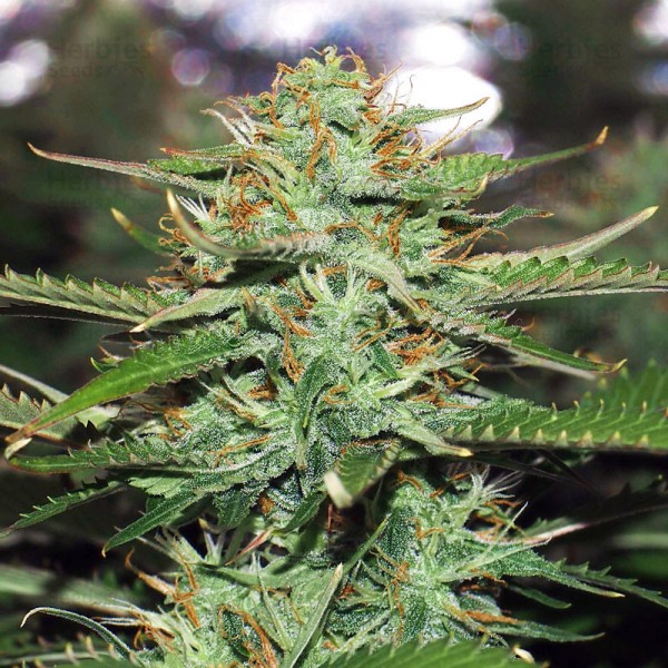 Auto Jack 47 Feminised Silver