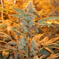 Auto Jackie Feminised Silver