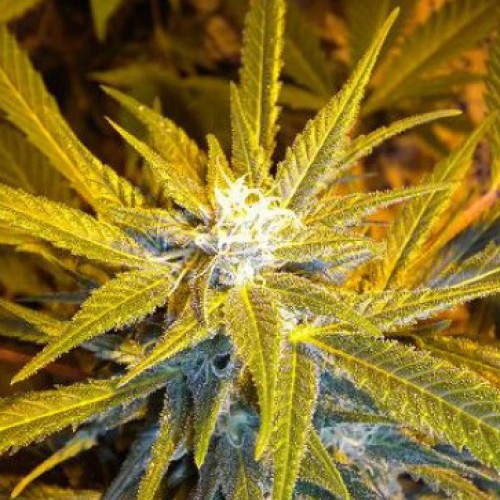 Auto Jet-47 Feminised Silver