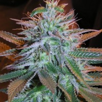 Auto Kabool Feminised Silver