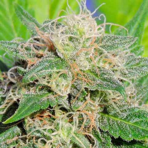 Auto Lime Haze Feminised Silver