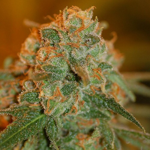 Auto Lime Skunk Silver