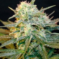 Auto Mamba Negra Feminised Silver