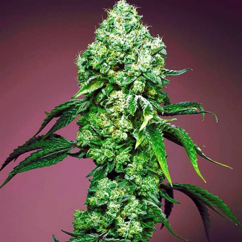 Auto Mandarine Zkittlez Feminised Silver seeds