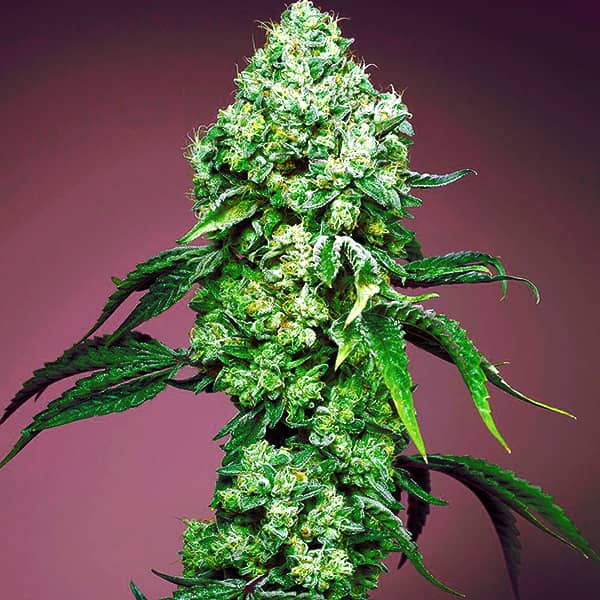 Auto Mandarine Zkittlez Feminised Silver seeds