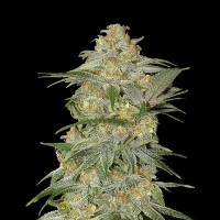 Насіння Auto Mexican Airlines Feminised Silver