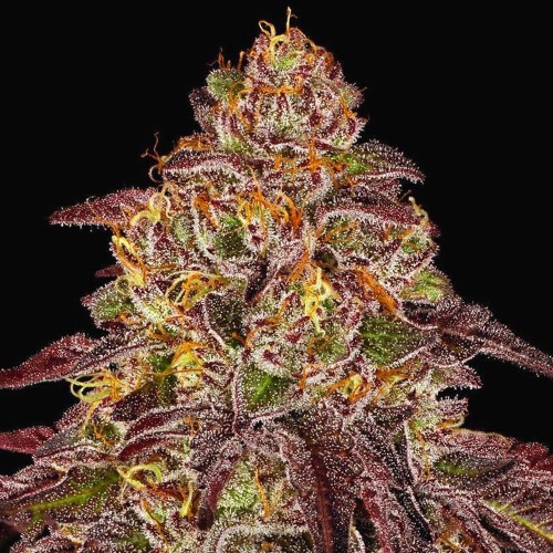 Auto Mimosa Orange Punch Feminized Silver seeds