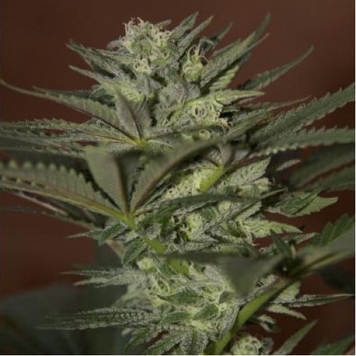 Auto Mini Gun Silver