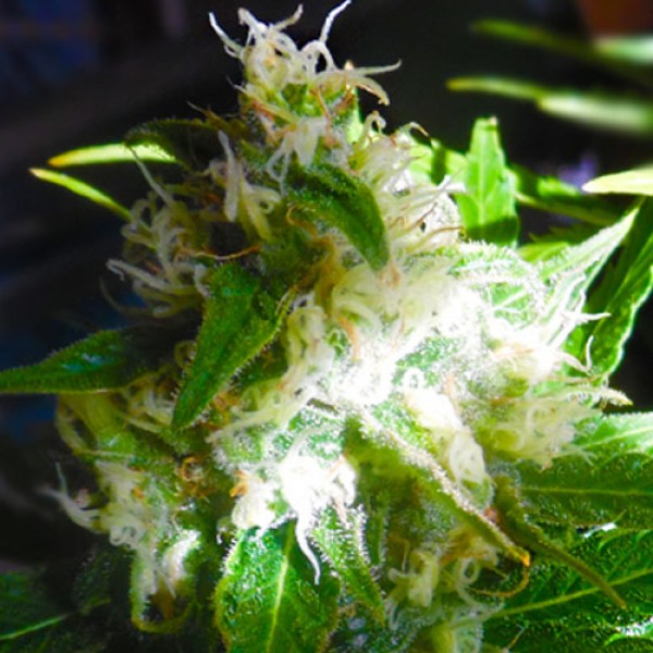 Auto MIX Feminised Silver