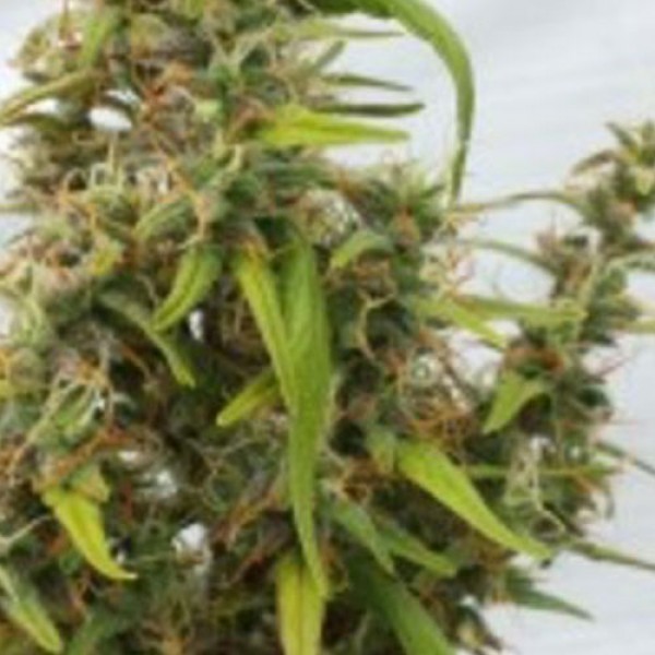 Auto MIX Feminised Silver