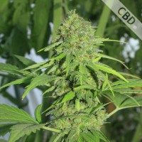 Насіння Auto CBD Northern Lights Feminised Silver
