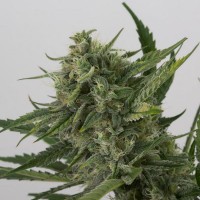 Auto CBD OG Kush Feminised Silver