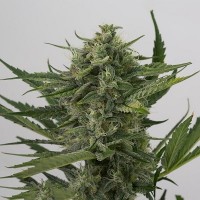 Auto OG Kush Feminised Silver