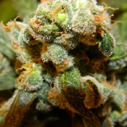 Auto Opium Feminised Silver