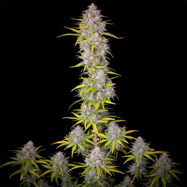 Auto Orange Sherbet Feminised Silver seeds