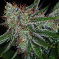 Auto Pandora Feminised Silver