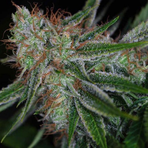 Auto Pandora Silver regular