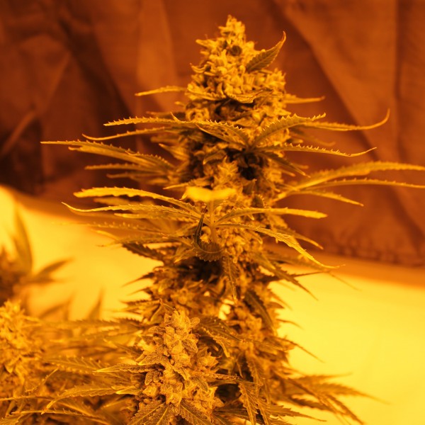 Auto Power Plant Silver regular