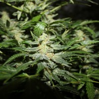 Насіння Auto Power Plant Silver regular