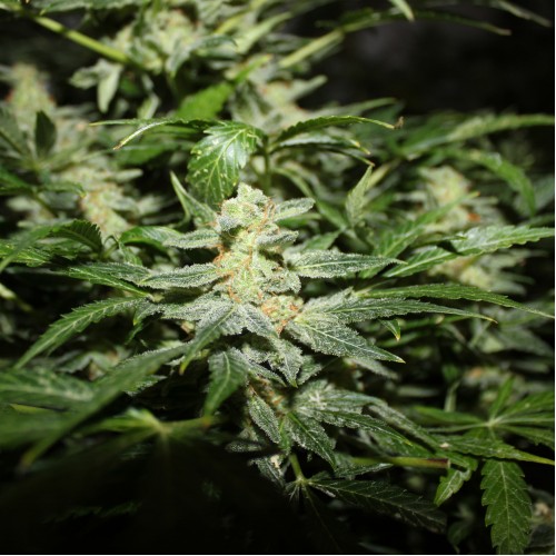 Auto Power Plant Silver regular