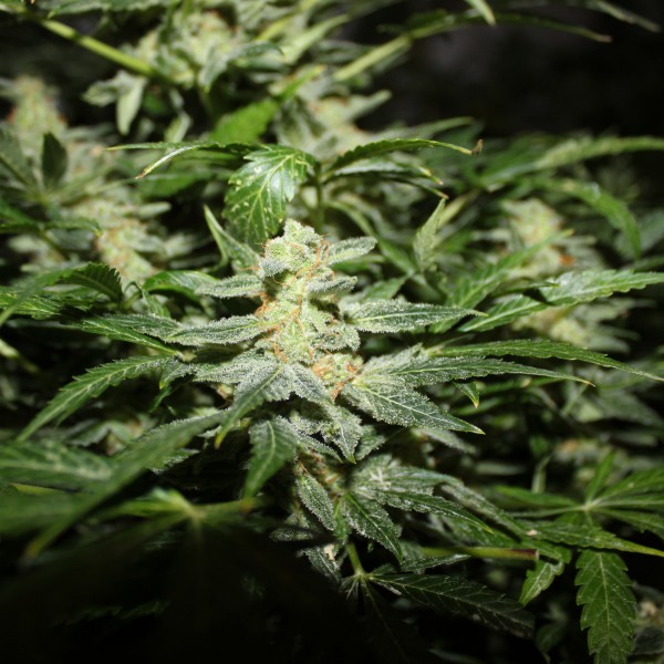 Auto Power Plant Silver regular