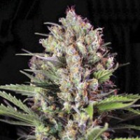 Auto Purple Glam Feminised Silver