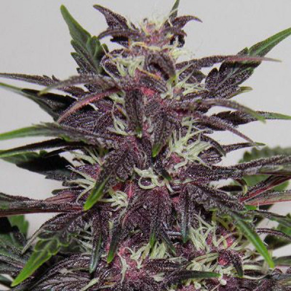 Насіння Auto Purple Kush Feminised Silver