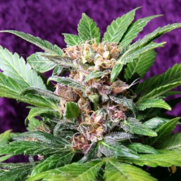 Auto Purple Ryder Silver regular