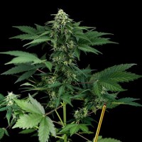 Auto Roadrunner Silver regular