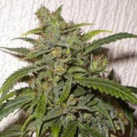 Auto Santa Silver regular