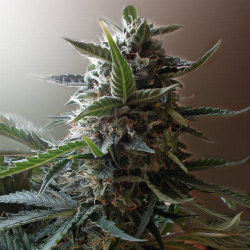 Auto Short Rider Feminised Silver