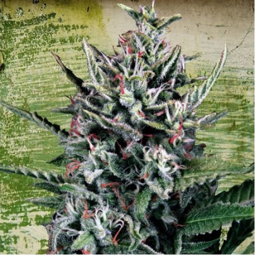 Auto Silver Bullet Feminised Silver