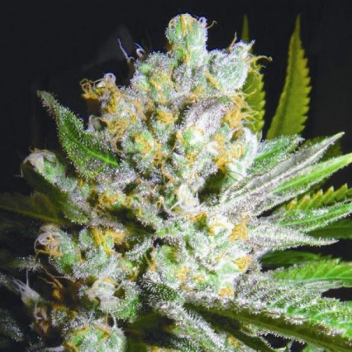 Auto Somachigum Silver